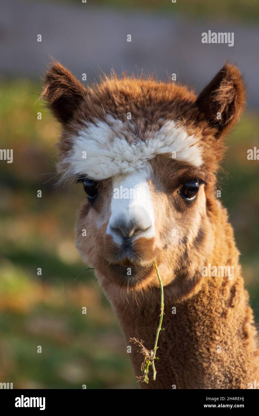 testa di un'alpaca bianca marrone su un prato con un gambo di erba in bocca Foto Stock