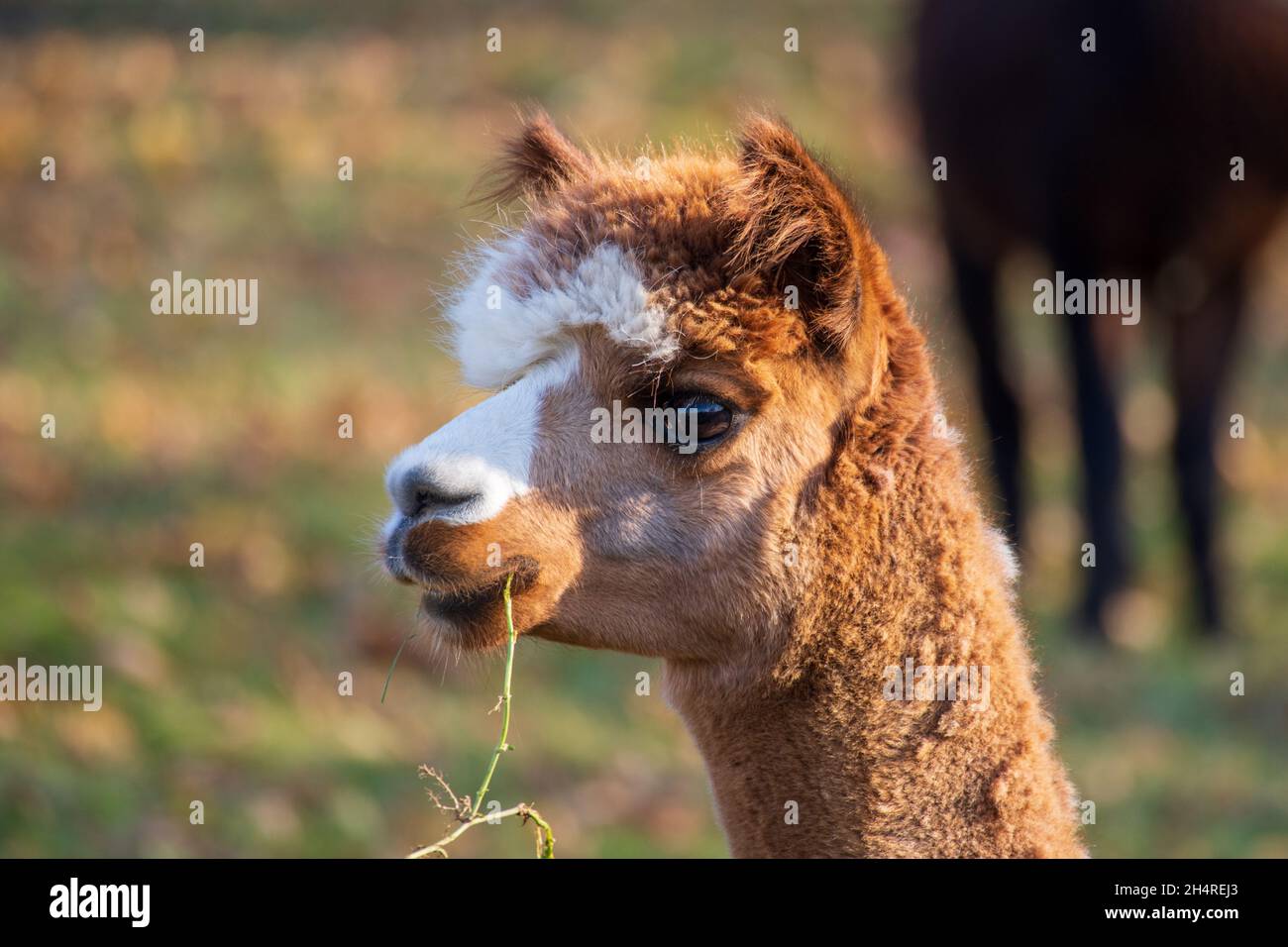 testa di un'alpaca bianca marrone su un prato con un gambo di erba in bocca Foto Stock