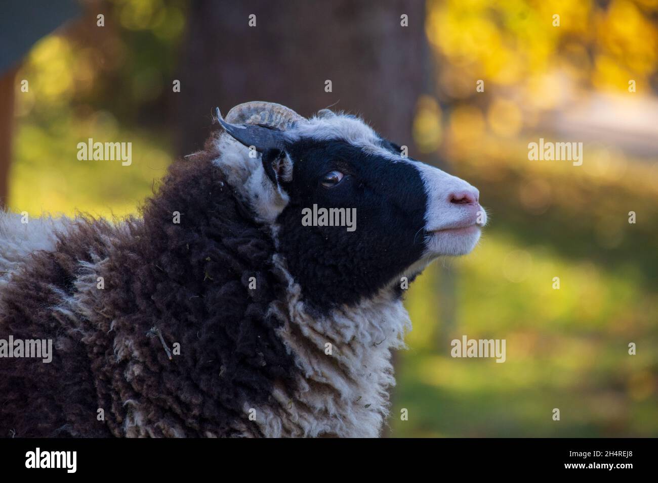 Ritratto di una pecora Jacob in bianco e nero a quattro corna che guarda la macchina fotografica mentre si trova sul campo Foto Stock