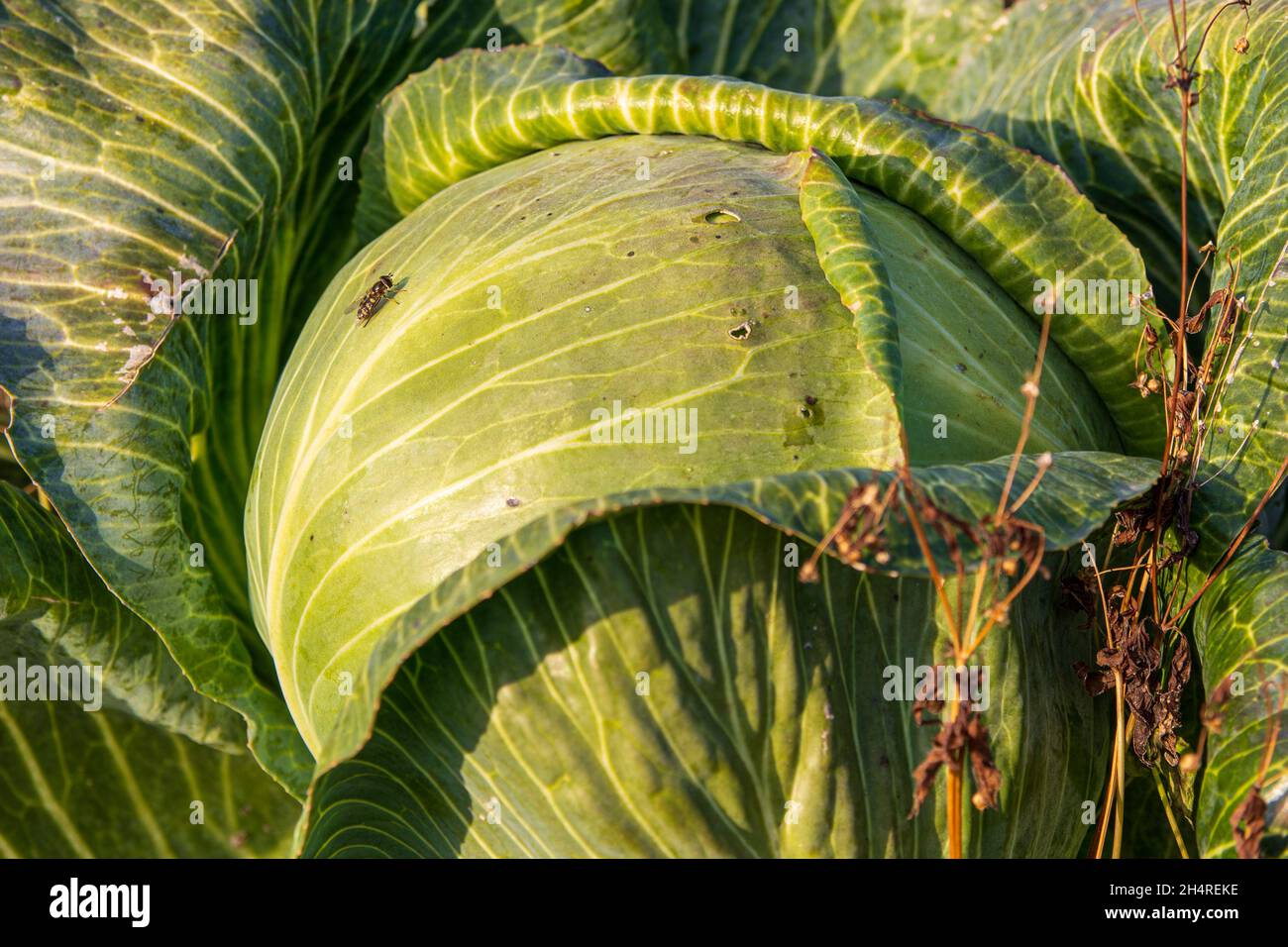 vista ad angolo alto della pianta di cavolo bianca sul campo Foto Stock