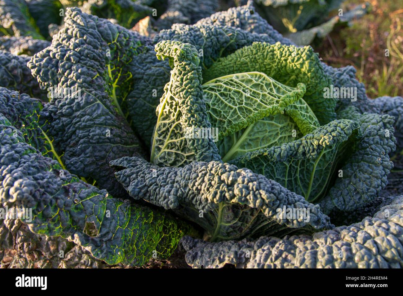 cavolo savoia che cresce in un giardino biologico Foto Stock