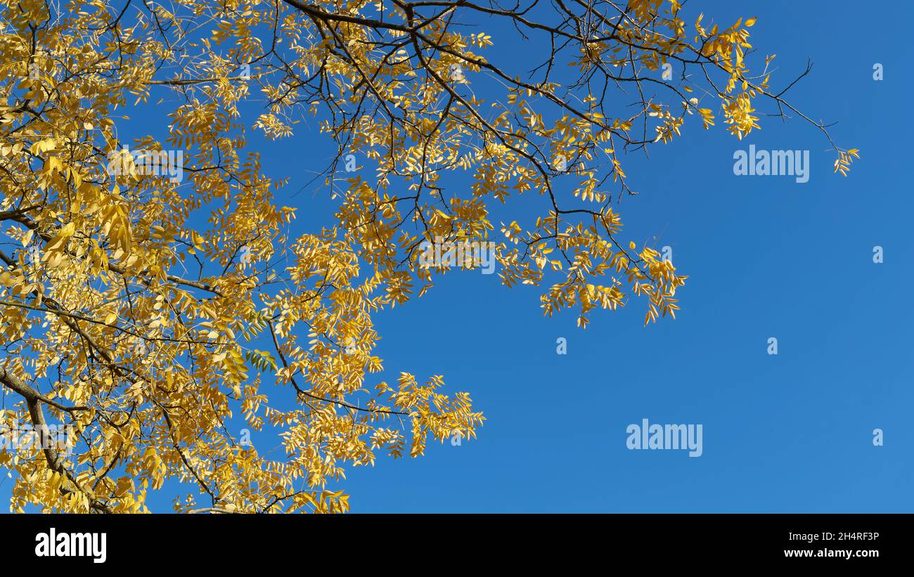Albero pagoda giapponese (Stifnolobium japonicum) con foglie d'autunno gialle e cielo blu Foto Stock