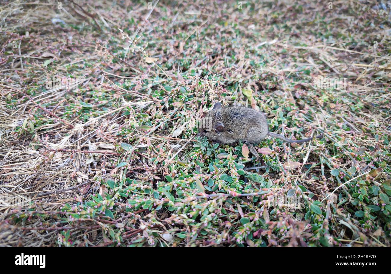 Wild Woodland piccolo mouse poggiato su erba vista dall'alto Foto Stock