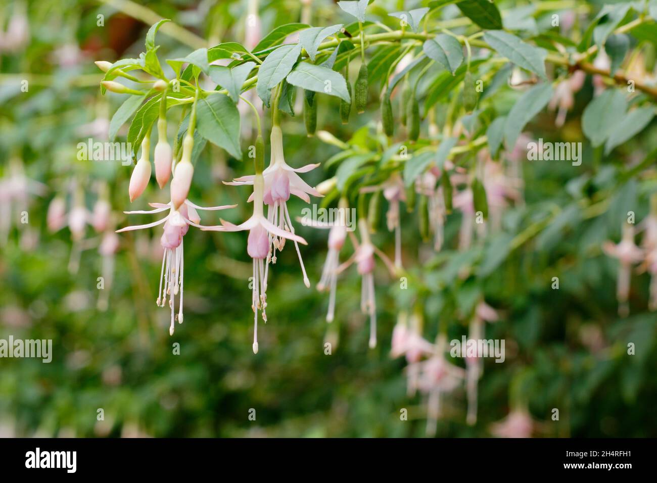 Fuchsia magellanica var. Molinae 'Alba' - fiori di fucsia di colore fucsia di colore bianco da maida. REGNO UNITO Foto Stock