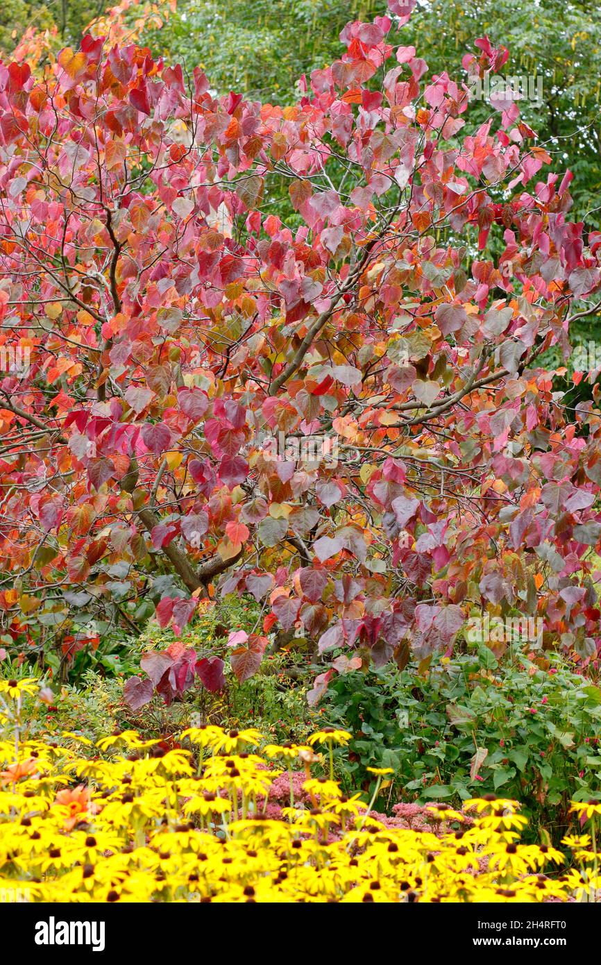 Cercis canadensis e rudbeckia 'Goldsturm'. Foresta Pansy albero che mostra i colori autunnali piantati accanto a tarda fioritura occhio nero Susan fiori. U Foto Stock