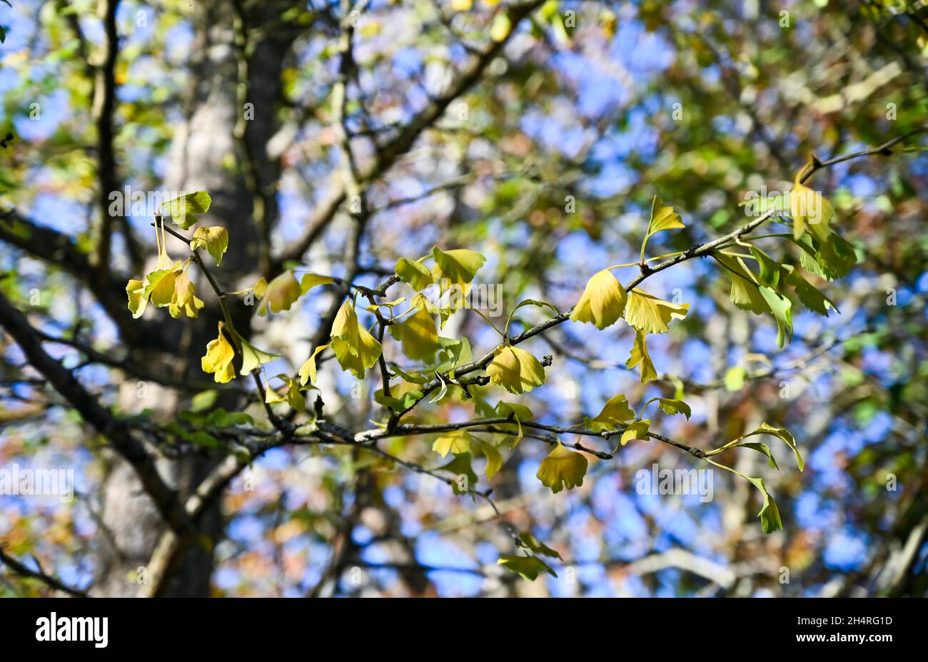 Albero di gingko nel frutteto a Highdown Chalk Gardens Worthing West Sussex Foto Stock