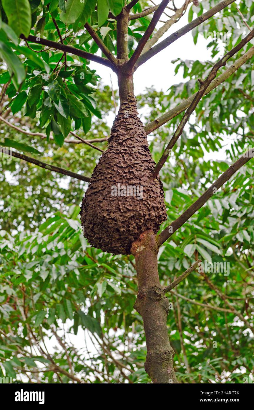 Nido di termite nella foresta pluviale Amazzonica in Perù Foto Stock