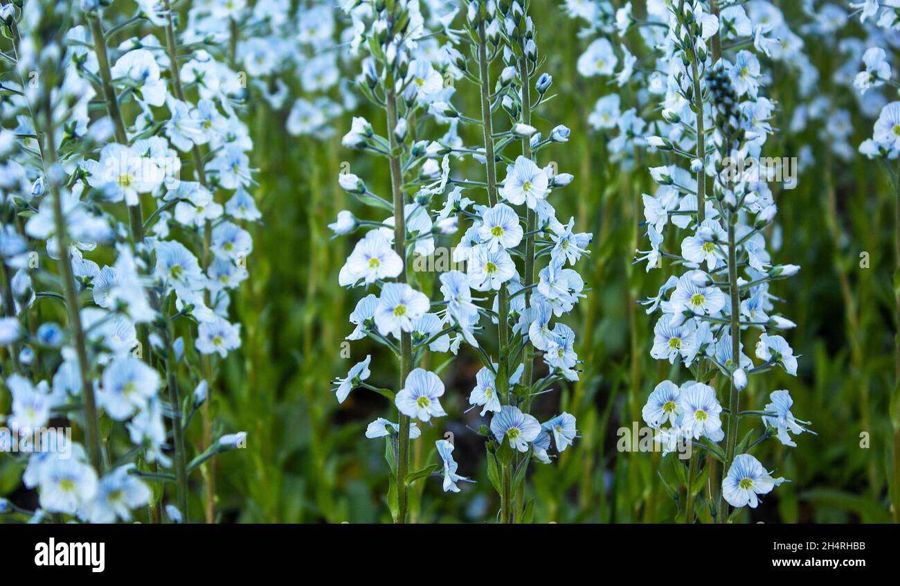 Tenero fiori blu Fanfar delphinium sul campo in estate Foto Stock