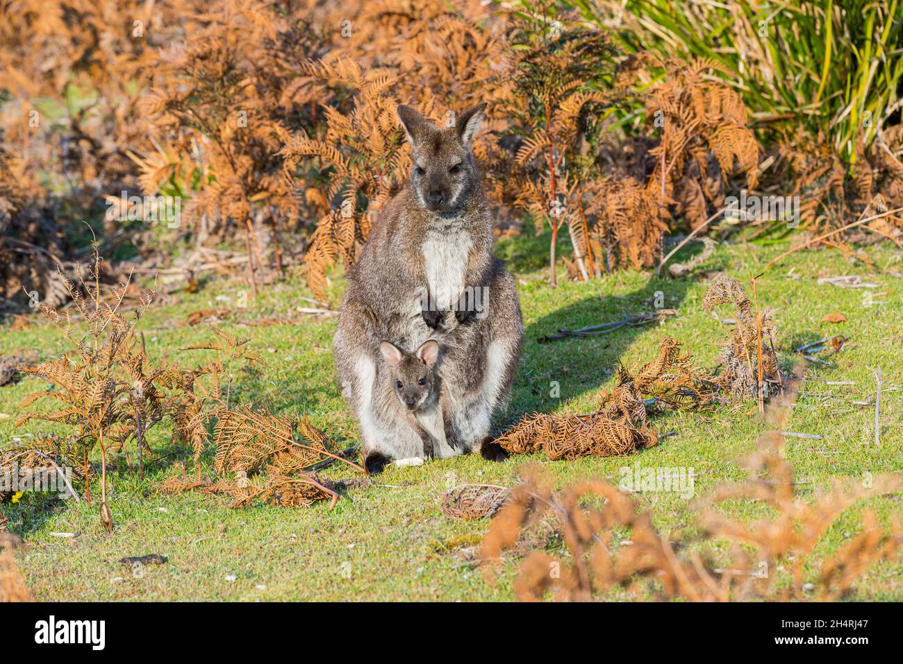 Wallaby di Bennett (a collo rosso) - Notamacropus rufogriseus Foto Stock