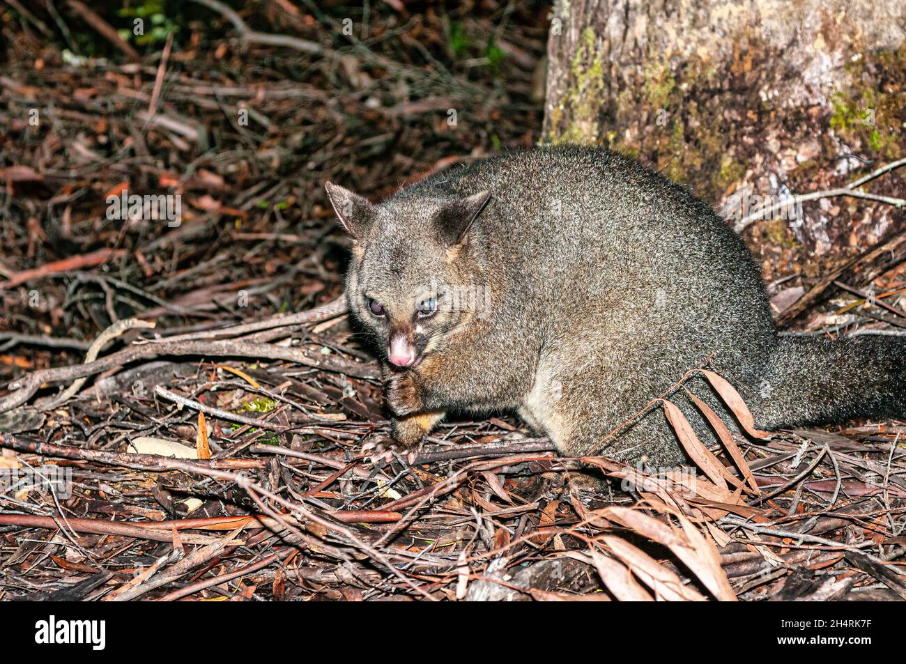 Spazzola possum Trichosurus vulpecula Tasmania Foto Stock