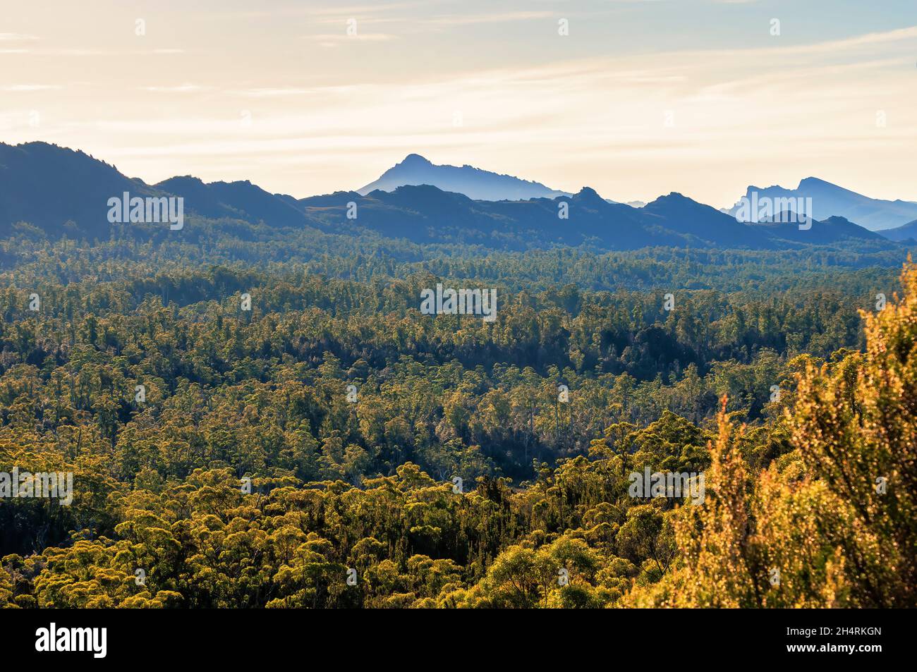Deserto della Tasmania, al largo della Gordon River Road, Tasmania, Australia Foto Stock