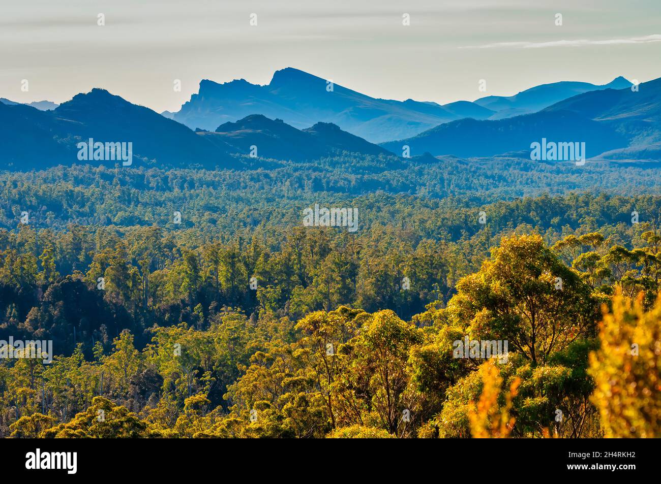 Deserto della Tasmania, al largo della Gordon River Road, Tasmania, Australia Foto Stock