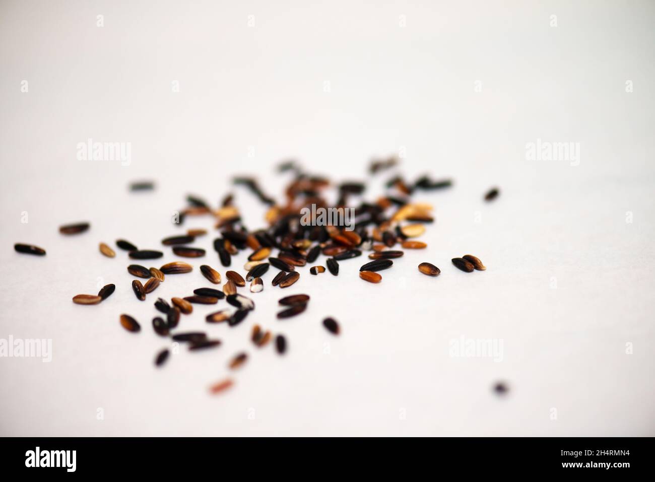 Grani di riso selvatico biologico su sfondo bianco, macroschiata Foto Stock