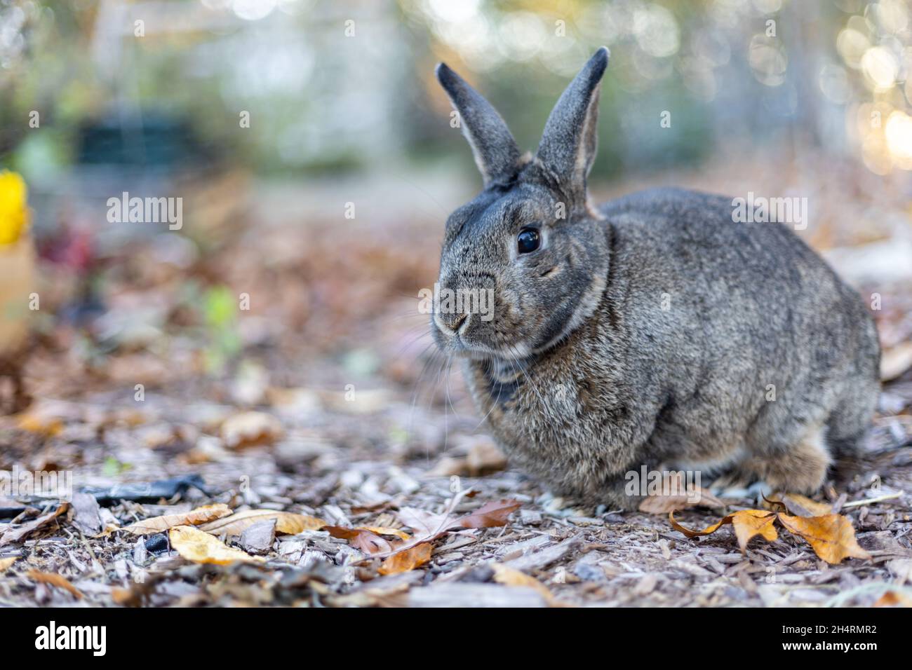 Coniglio grigio nel giardino d'autunno circondato da foglie e mamme croccanti copia spazio Foto Stock