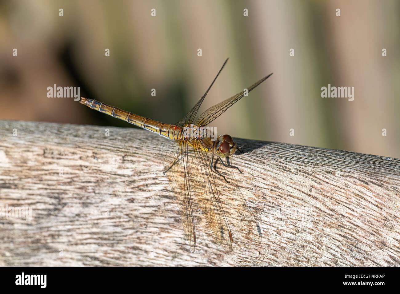 Femmina comune darter libellula Foto Stock