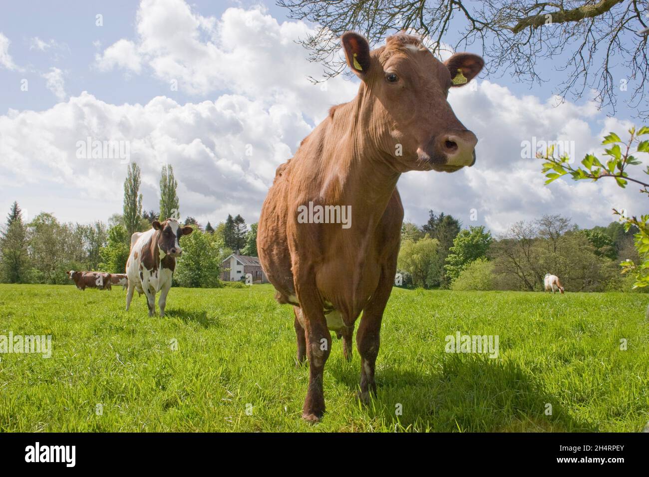 Mucche in campo, Galloway, Scozia Foto Stock