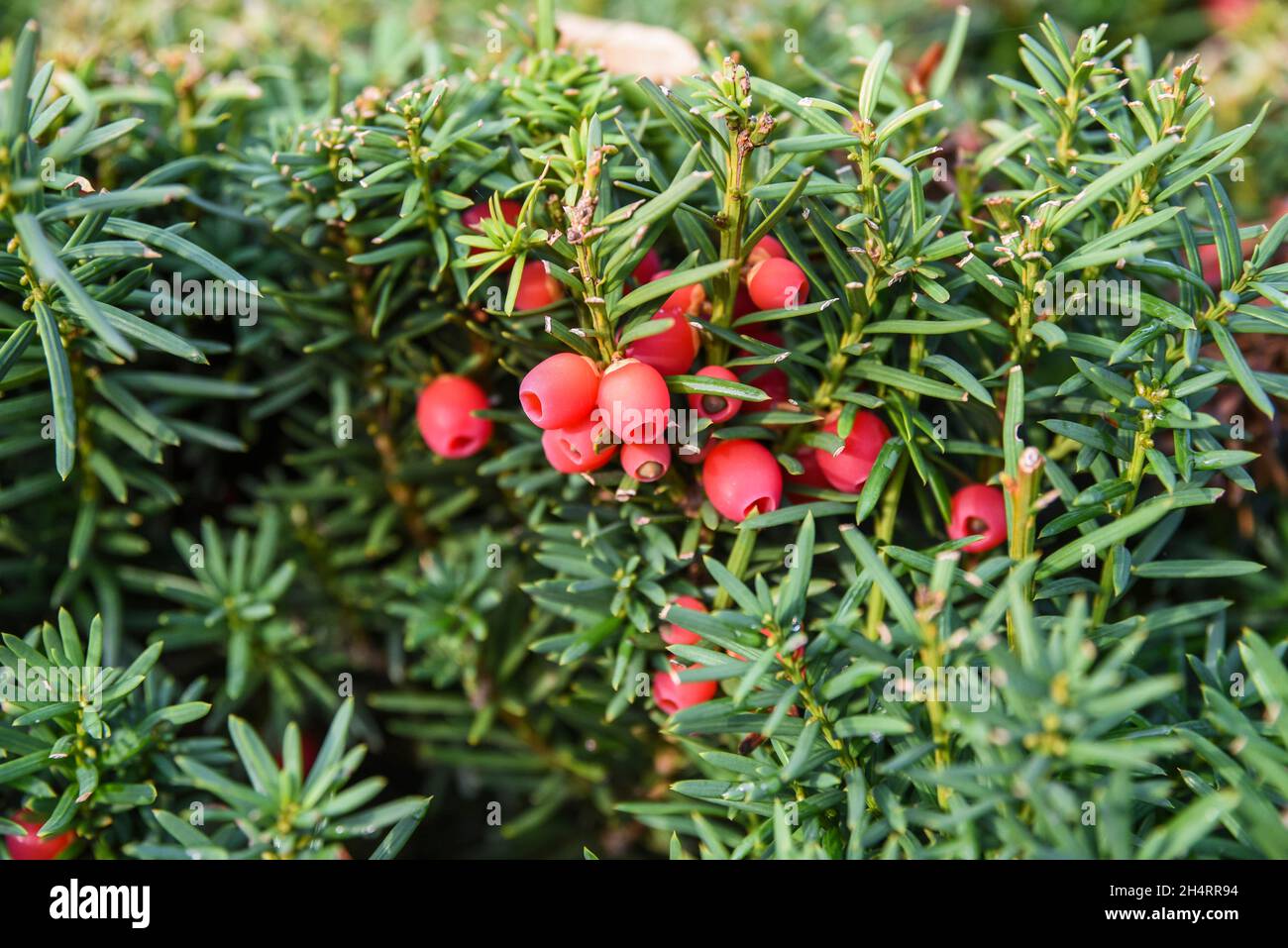 Il tasso comune con la sua frutta è citaing nel giardino in autunno. Foto Stock