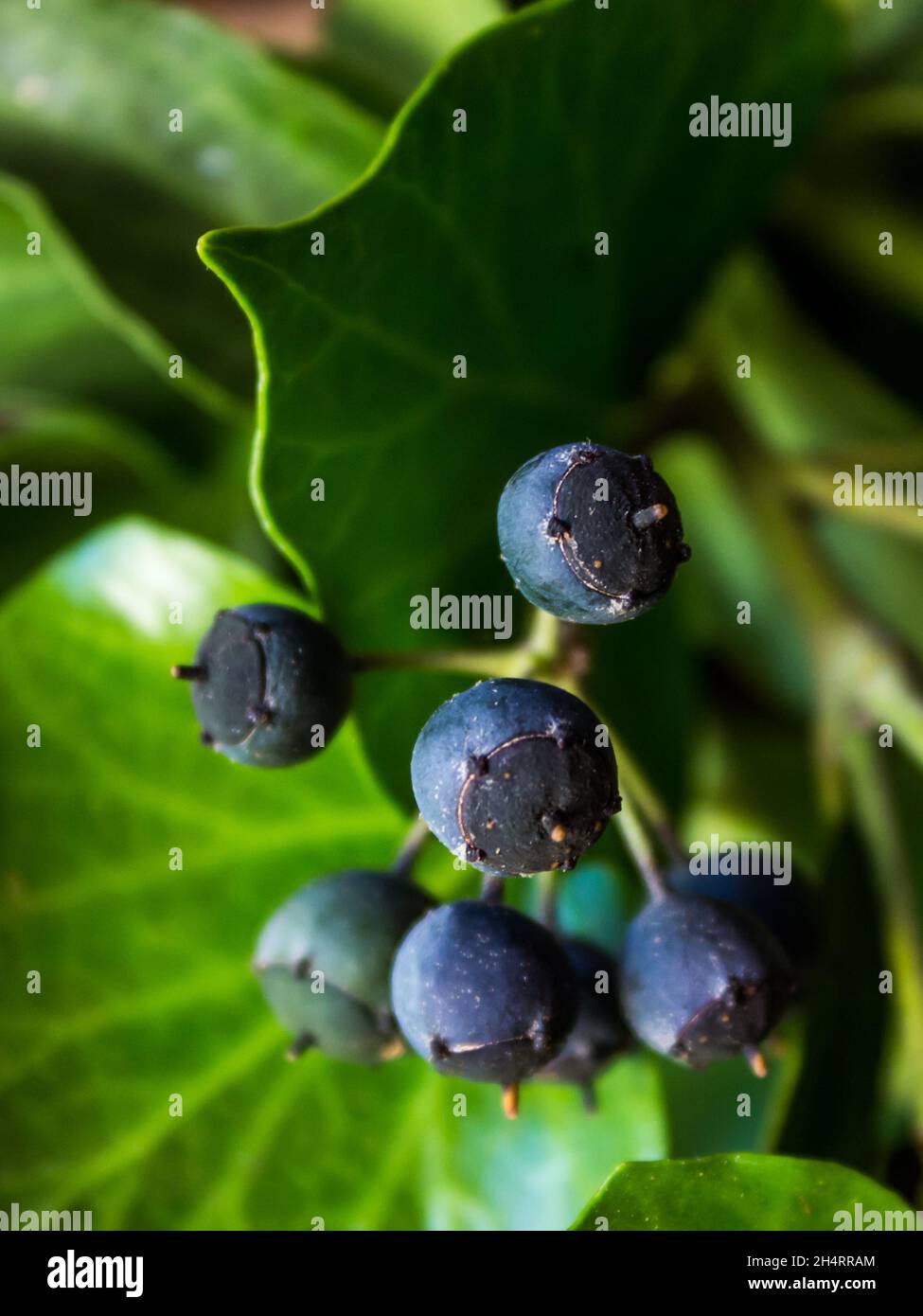 Vista ravvicinata delle bacche di colore blu-nero di una vite d'Ivy, Hedera Hibernica Foto Stock