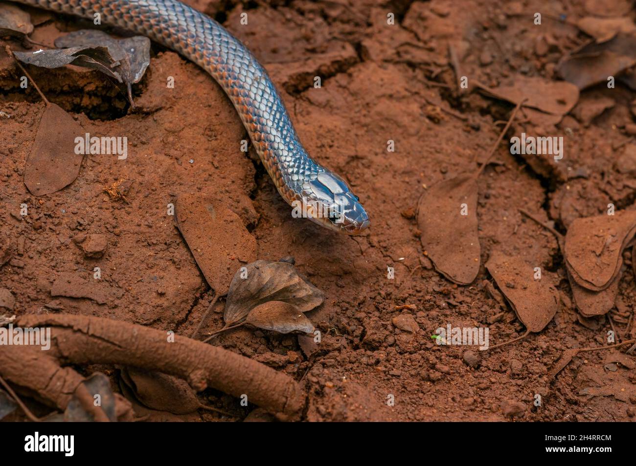 Un serpente carpentaria Cryptophis boschmai nel Queensland centrale, Australia Foto Stock