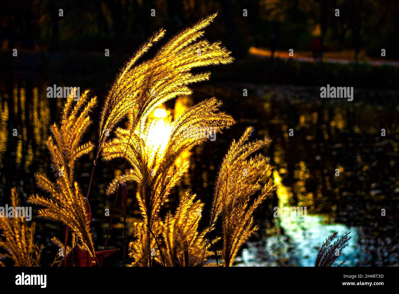 Piante in autunno. Foto Wojciech Fondalinski Foto Stock