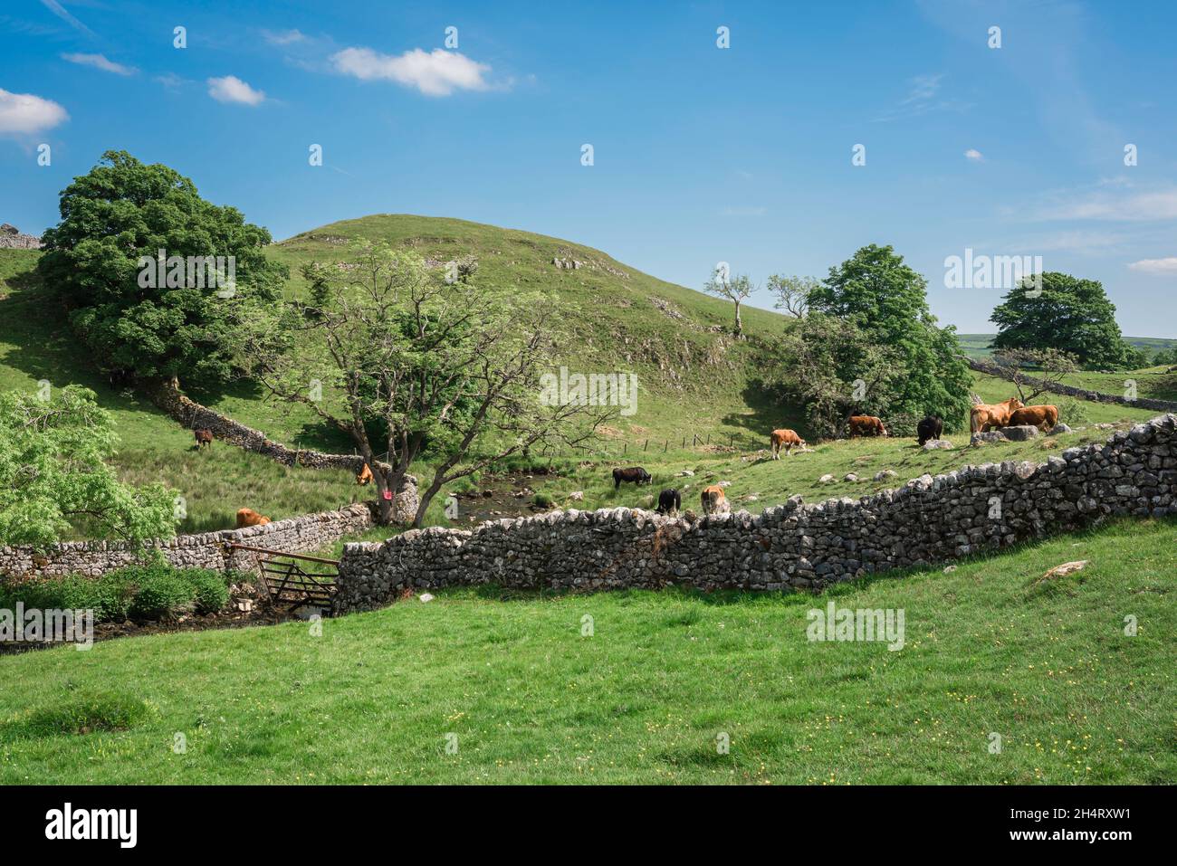 Paesaggio estate, vista in estate di un paesaggio tradizionale Yorkshire Dales con muri di pietra a secco a Malhamdale, North Yorkshire, Inghilterra, Regno Unito Foto Stock