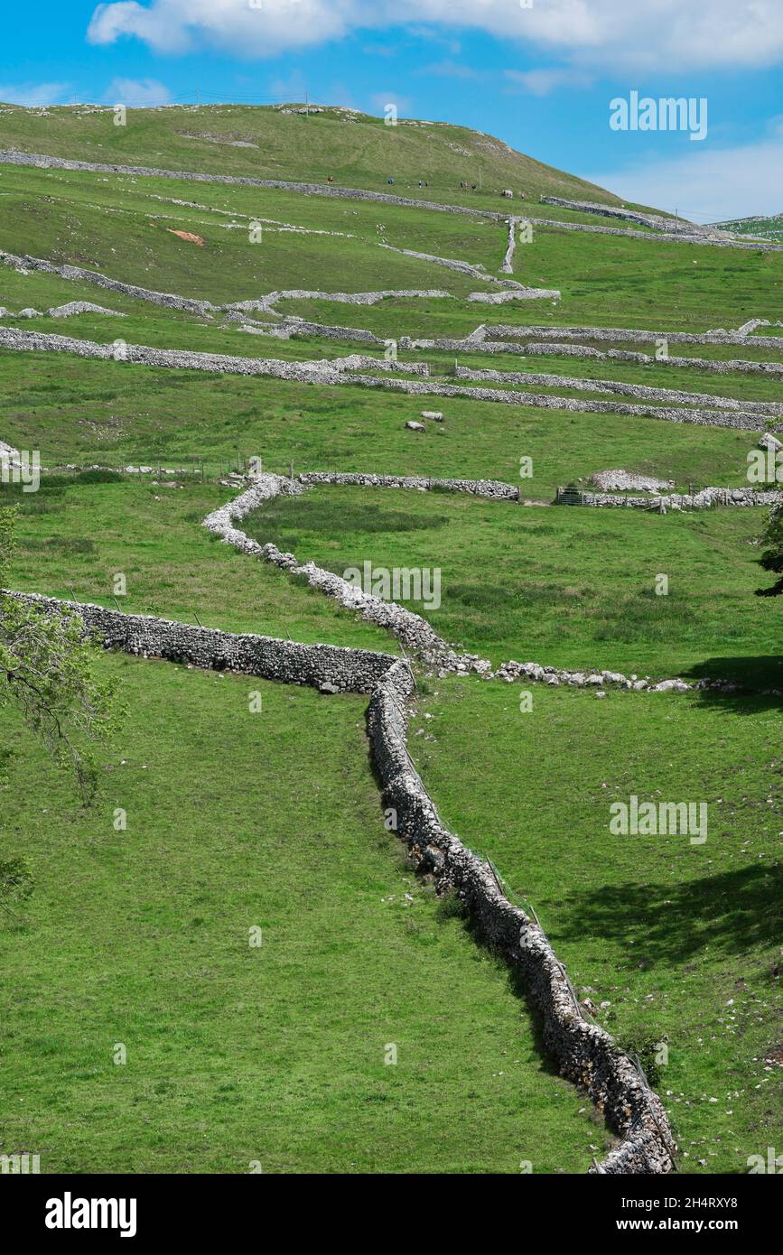Muro di pietra a secco, vista delle tradizionali pareti di pietra a secco su una collina a Malhamdale, North Yorkshire Dales National Park, Inghilterra, Regno Unito Foto Stock