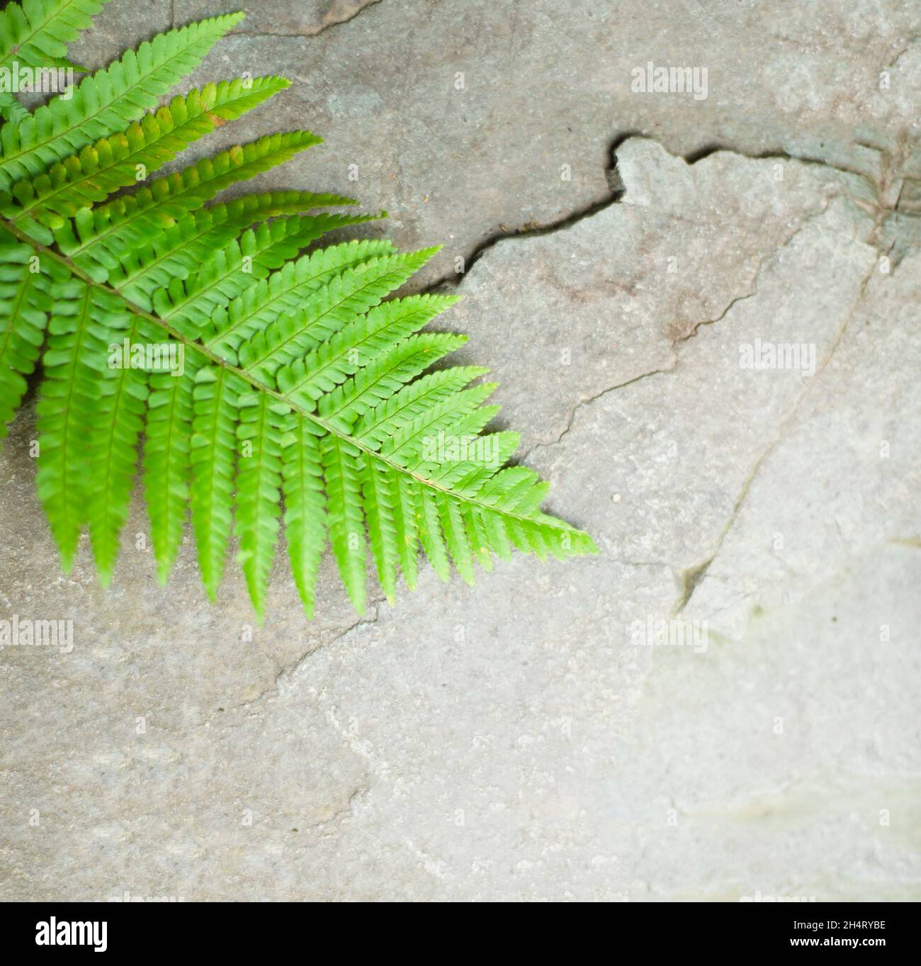 Un ramo di felce verde succulente su sfondo di pietra. Spazio di copia per il testo. Foto Stock