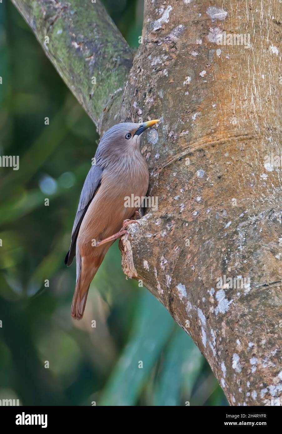 Starling con coda di castagno (Sturnia malabarica malabarica) adulto arroccato sul ramo rotto Dibru-Saikhowa NP, Assam, India Febbraio Foto Stock