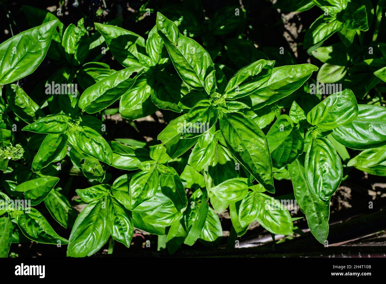 Molte foglie di basilico verde fresco e fiori in un giardino estivo solare biologico, erbe vegane sane fotografate con fuoco morbido Foto Stock