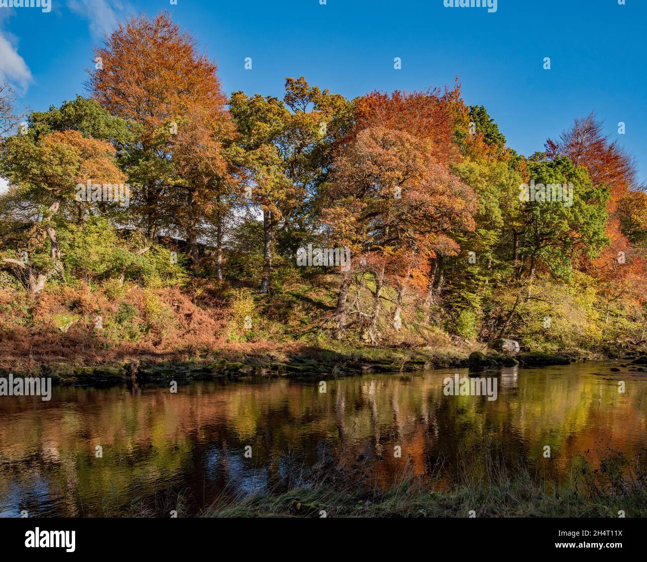 Riflessi di colore autunnale nel fiume Wharfe Foto Stock