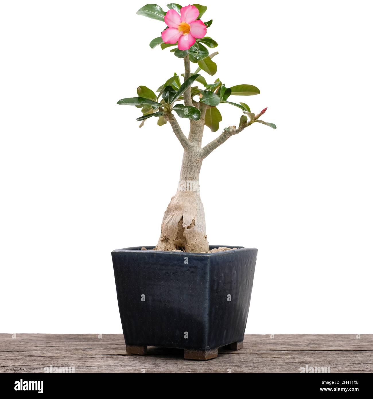Rosa del deserto (Adenium) con un fiore come un albero di bonsai isolato su  sfondo bianco Foto stock - Alamy