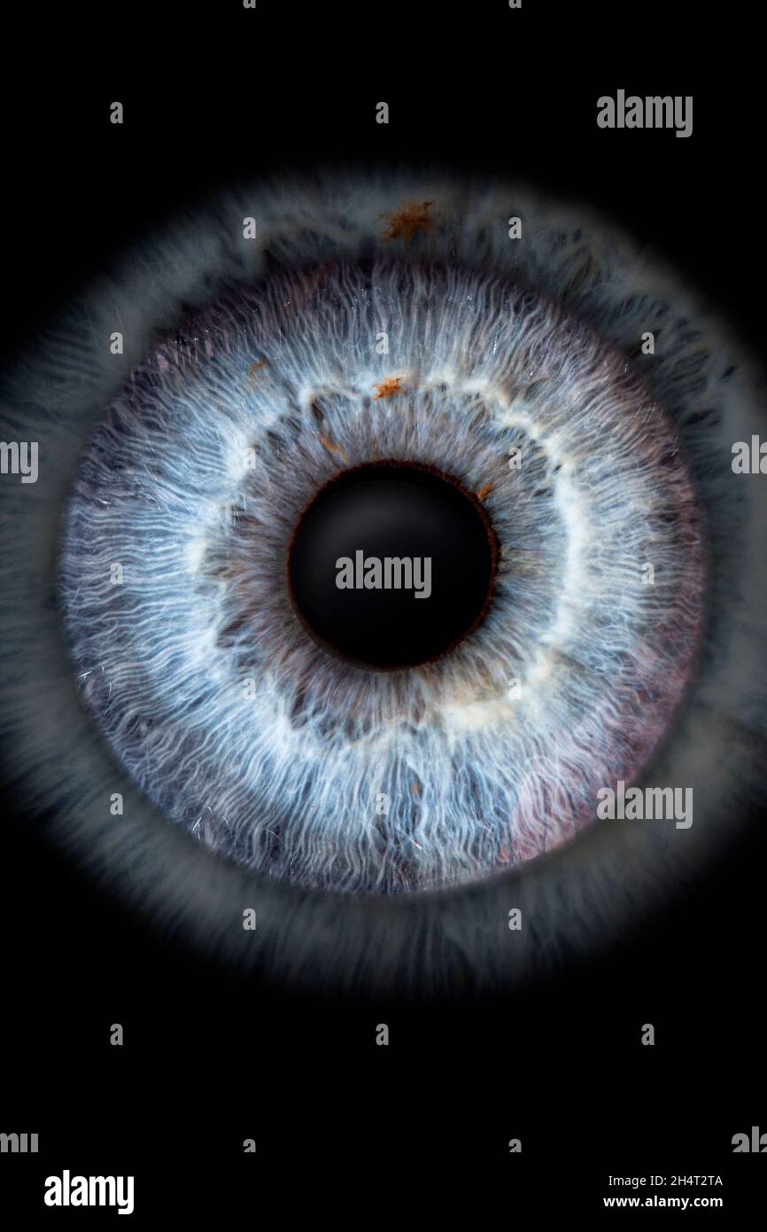 foto de primer plano (foto macro) del iris de un ojo, ideale para el fondo o la textura Foto Stock