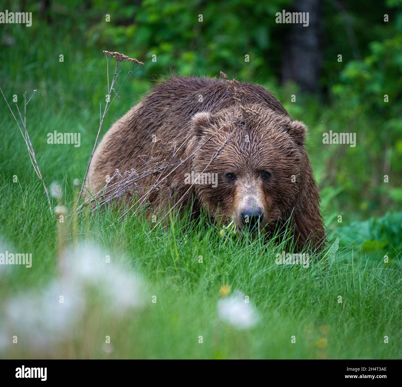 Orso Bruno Foto Stock
