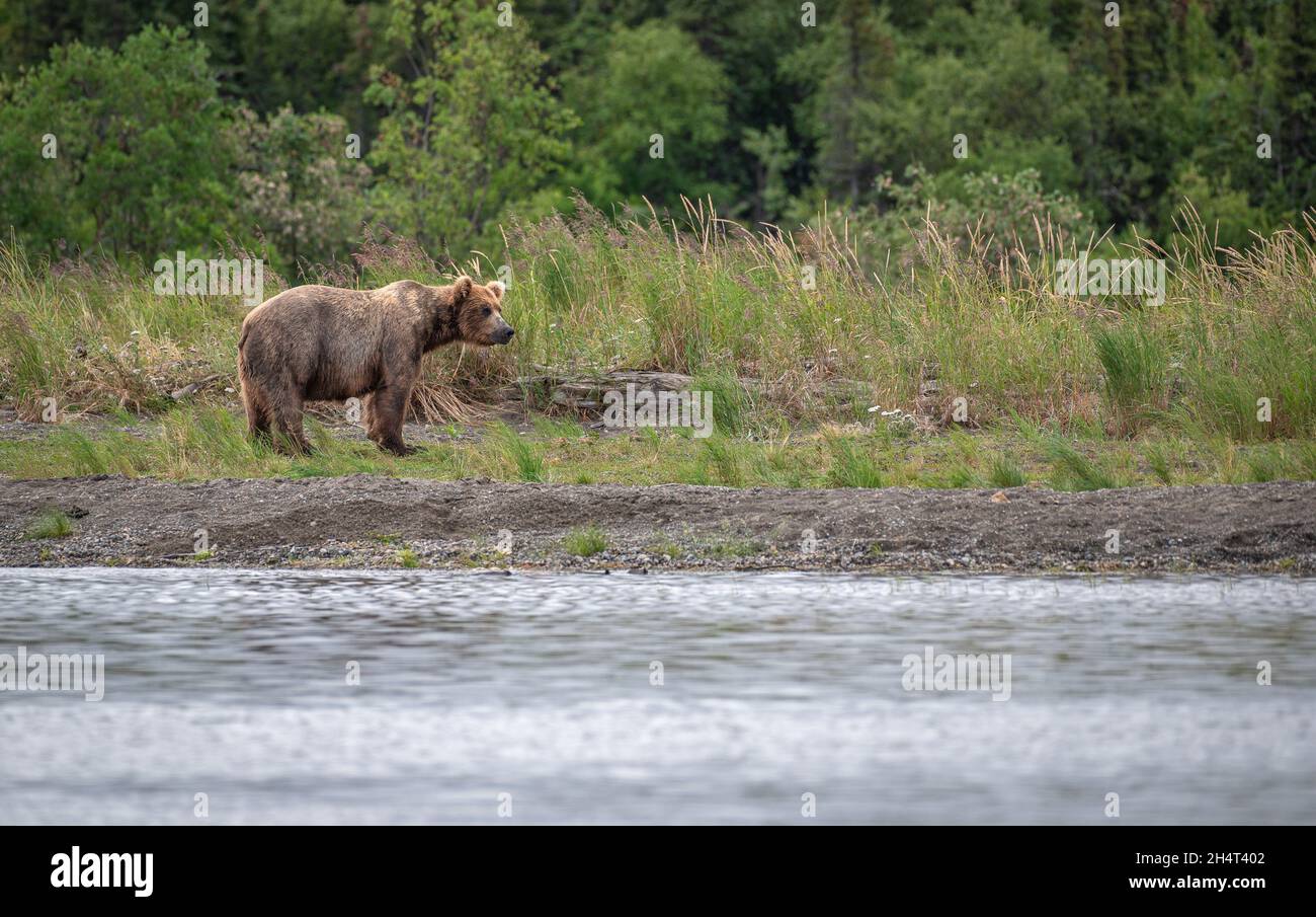 Coastal orso bruno Foto Stock