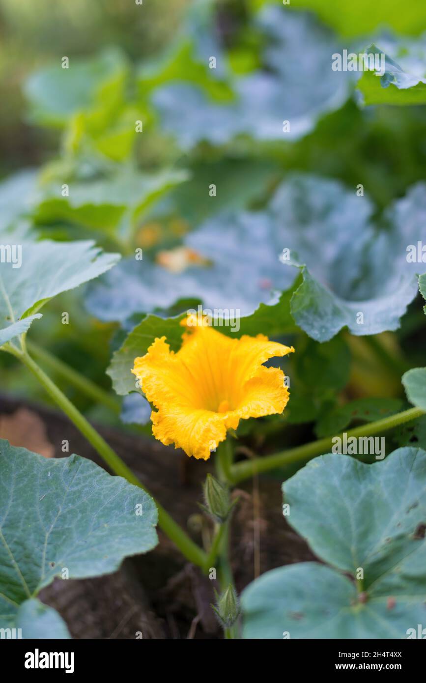 Bel giallo - arancio fiore di zucca in fiore. Particolare di pianta di zucca in fiore in giardino fatto in casa, circondato da foglie. Agricoltura biologica, guarire Foto Stock