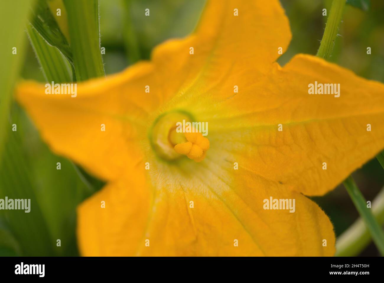 Bel giallo - fiore arancione di zucca in fiore. Macro dettaglio di zucca in fiore in giardino fatto in casa. Primo piano. Agricoltura biologica, cibo sano, BI Foto Stock