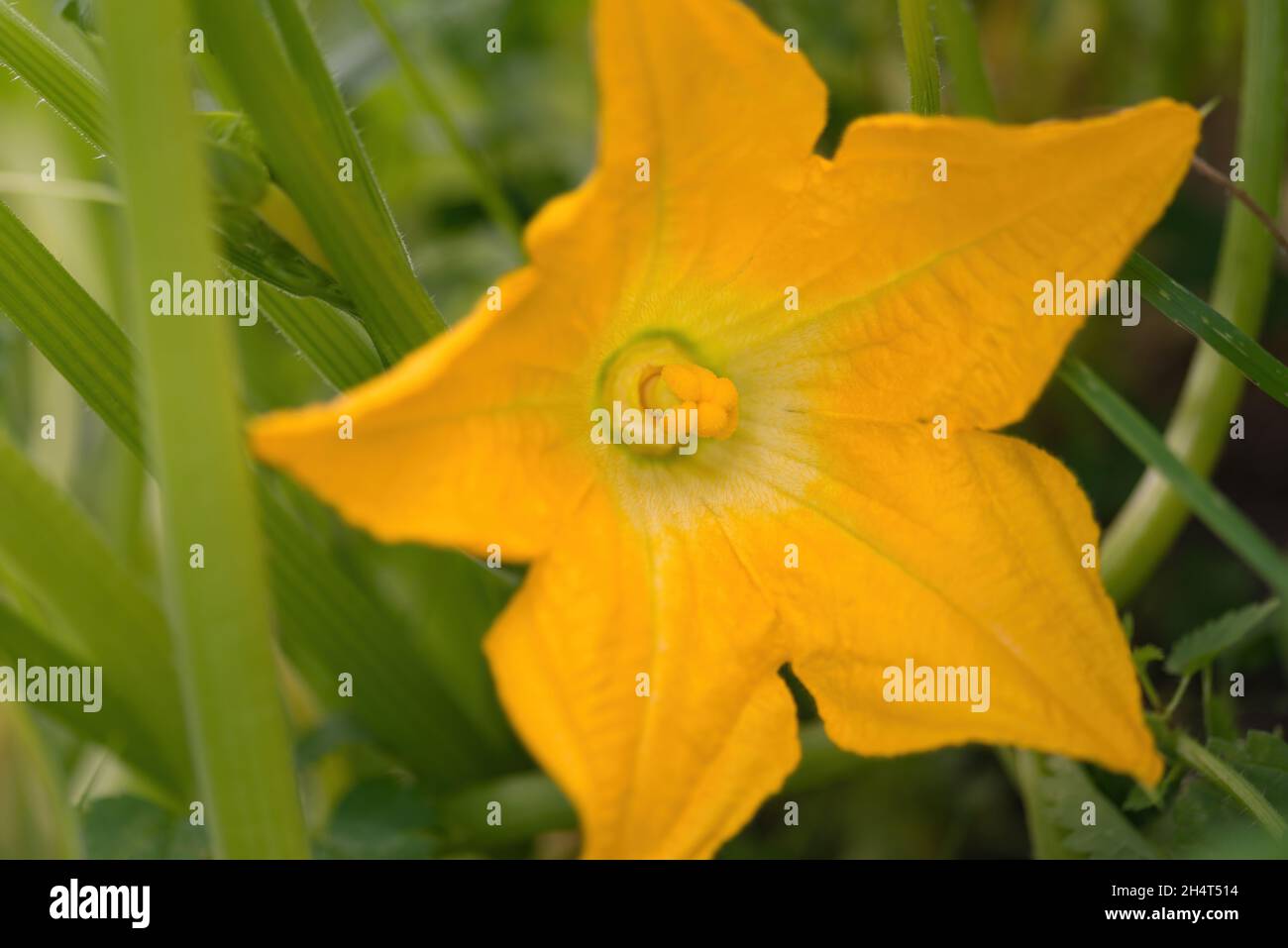 Bel giallo - fiore arancione di zucca in fiore. Macro dettaglio di zucca in fiore in giardino fatto in casa. Primo piano. Agricoltura biologica, cibo sano, BI Foto Stock