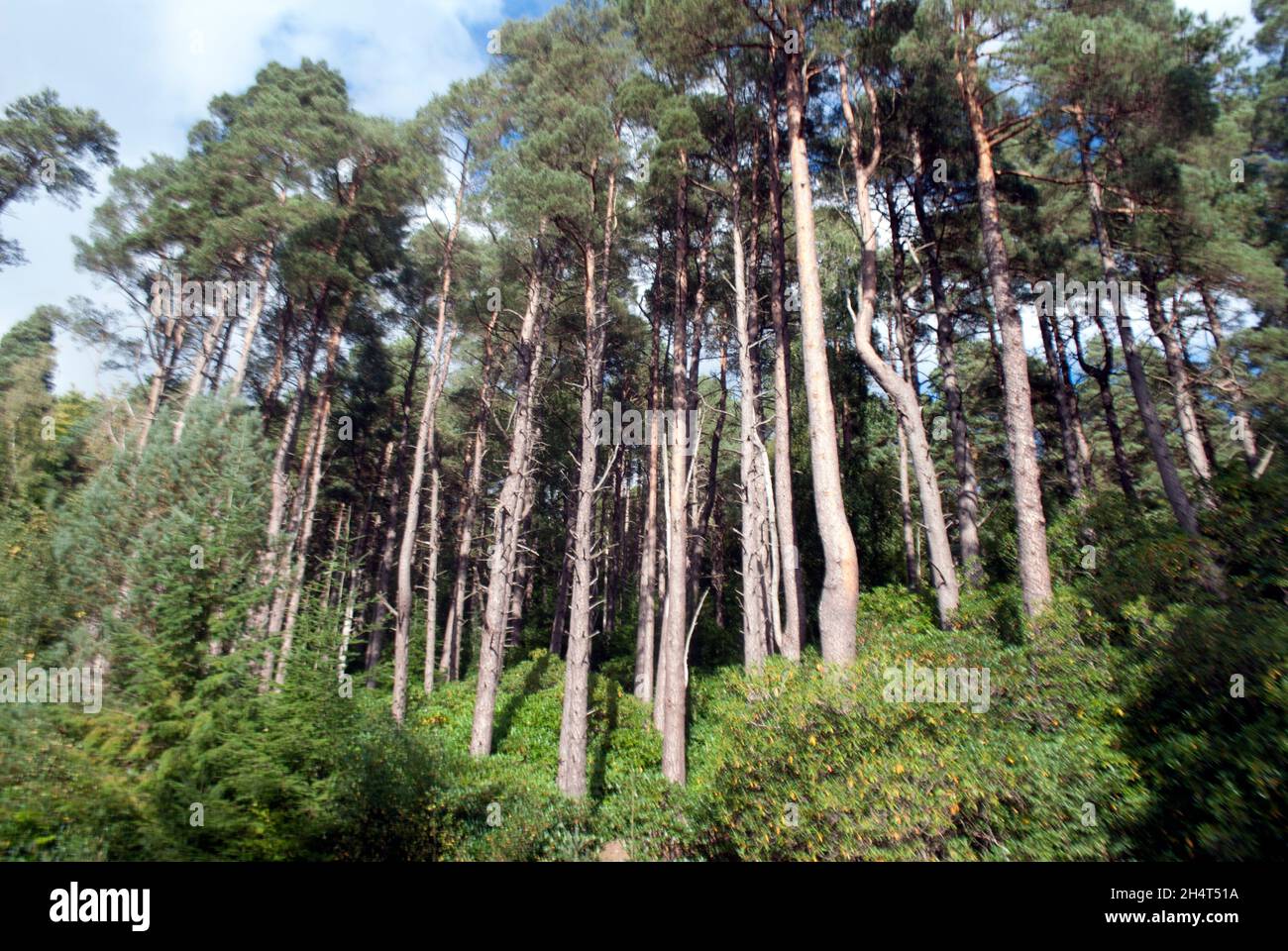 Alberi alti a Cragside, Rothbury, Northumberland, Inghilterra, Regno Unito, Regno Unito Foto Stock