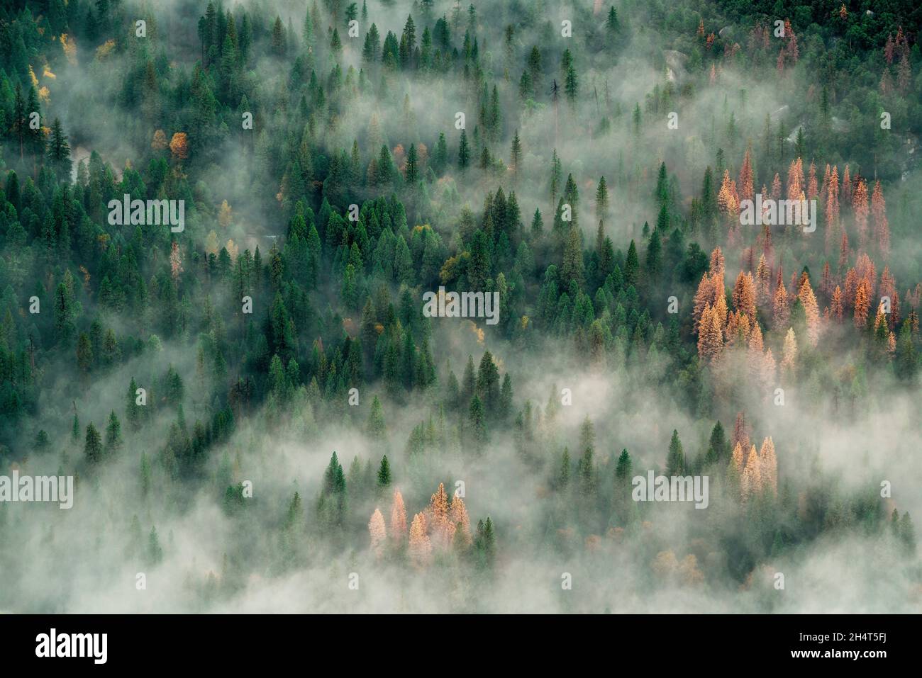 Veduta aerea della foresta di pino e abete coperto da una leggera nebbia che sale di colore autunnale Foto Stock Veduta aerea della foresta di pino e abete coperto da una leggera nebbia che sale di colore autunnale Foto Stock