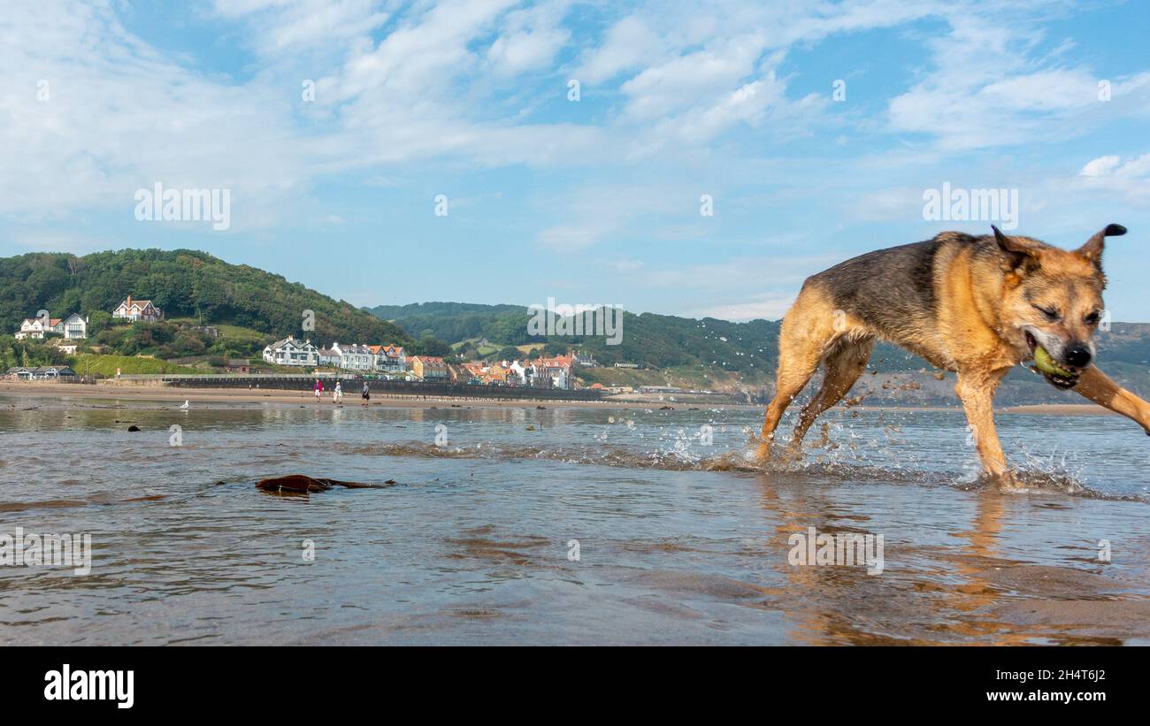 La spiaggia, Sandsend, è il luogo perfetto per i cani da passeggio tutto l'anno, qui in una bella giornata di sole che è stata bombardata da un cane cattura Foto Stock