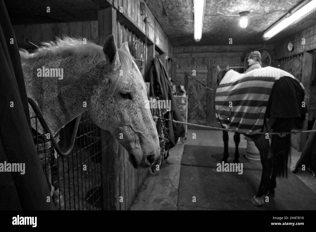 STATI UNITI - 11-04-21: Michelle St. Onge frusta per Piedmont Fox Hounds ha una chiamata di tenda di 4 del mattino per ottenere i cavalli tutti puliti e intrecciati fino per a. Foto Stock