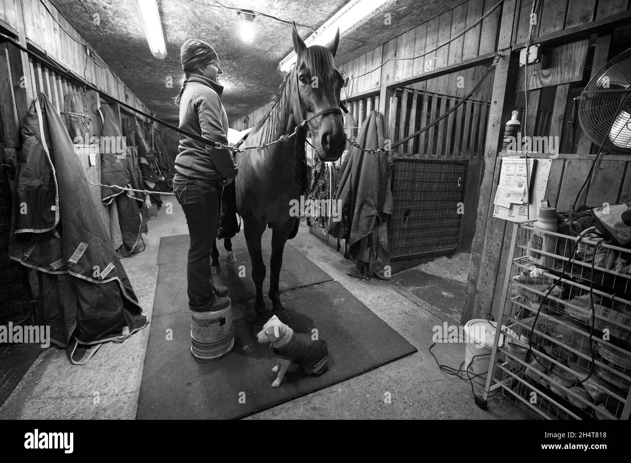 STATI UNITI - 11-04-21: Michelle St. Onge frusta per Piedmont Fox Hounds ha una chiamata di tenda di 4 del mattino per ottenere i cavalli tutti puliti e intrecciati fino per a. Foto Stock
