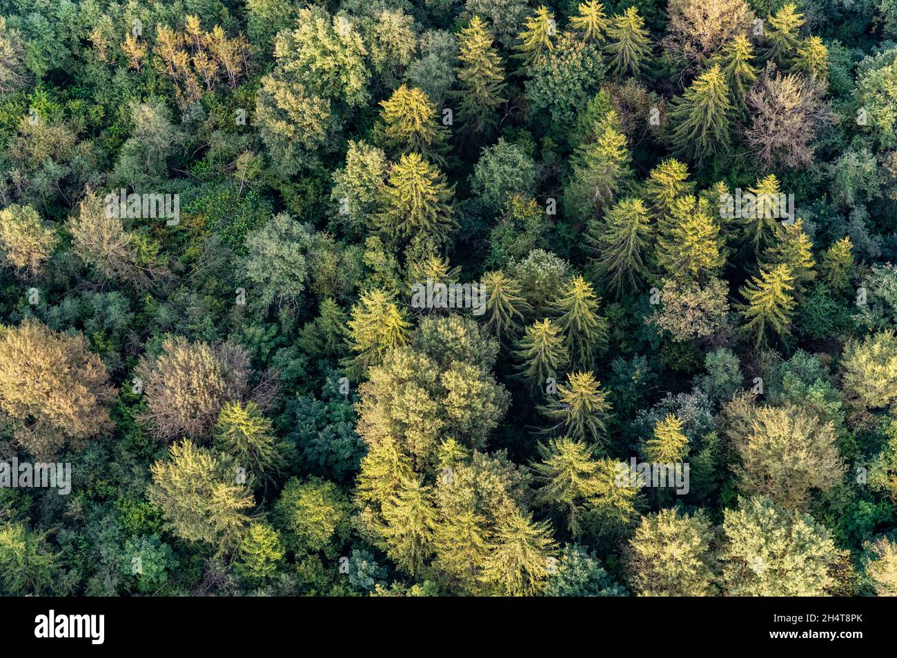 Vista aerea su fine estate verde alberi della foresta lituana Foto Stock