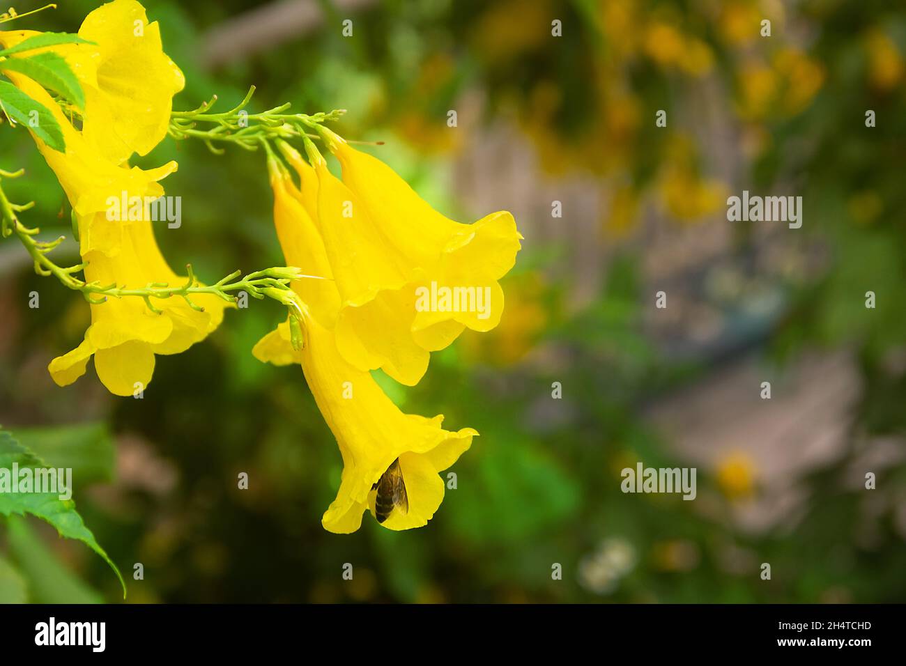 Comune riduttore tromba (Campsis Radicans) varietà flava. Ape indiana (Apis dorsata) come impollinatore di questi fiori. Thailandia Foto Stock