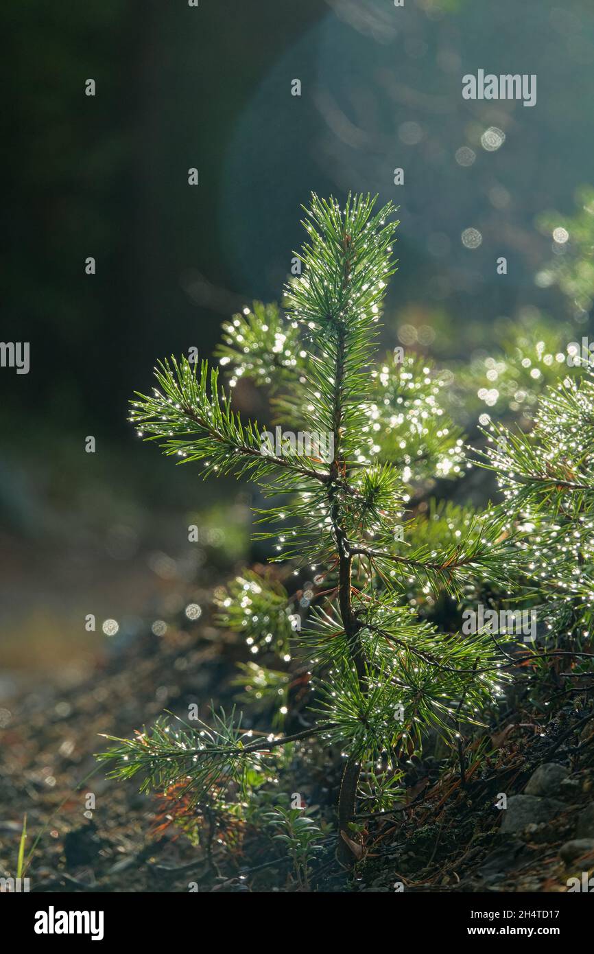 Pino seminato, sottobosco di 3-4 anni in una mattina dewy. Fotografia di contorno Foto Stock