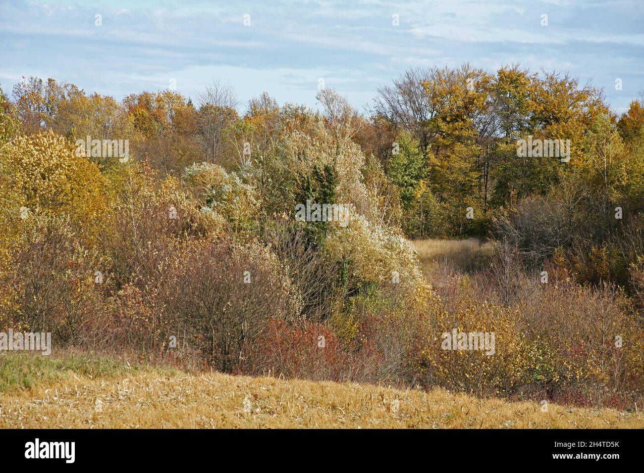 Natura all'inizio dell'autunno nella campagna vicino Zagabria, Croazia Foto Stock