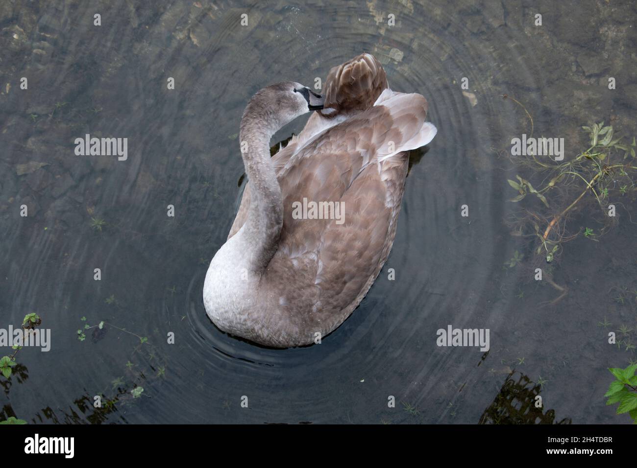 Cygnet Swan Foto Stock