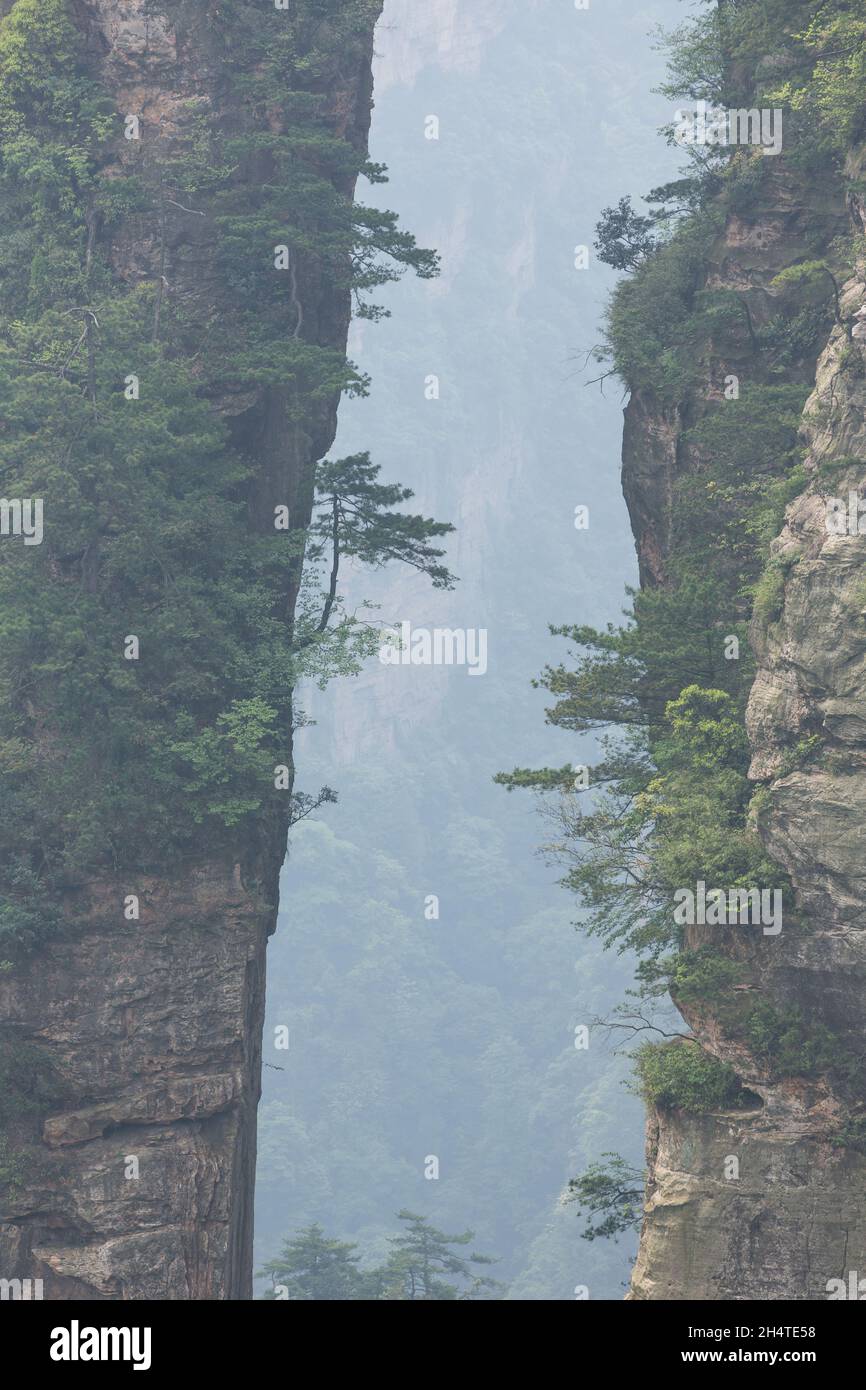 Alberi che crescono sulle colonne di pietra arenaria quarzite della foresta di pietra di Zhangjiajie National Forest Park, Cina. Foto Stock