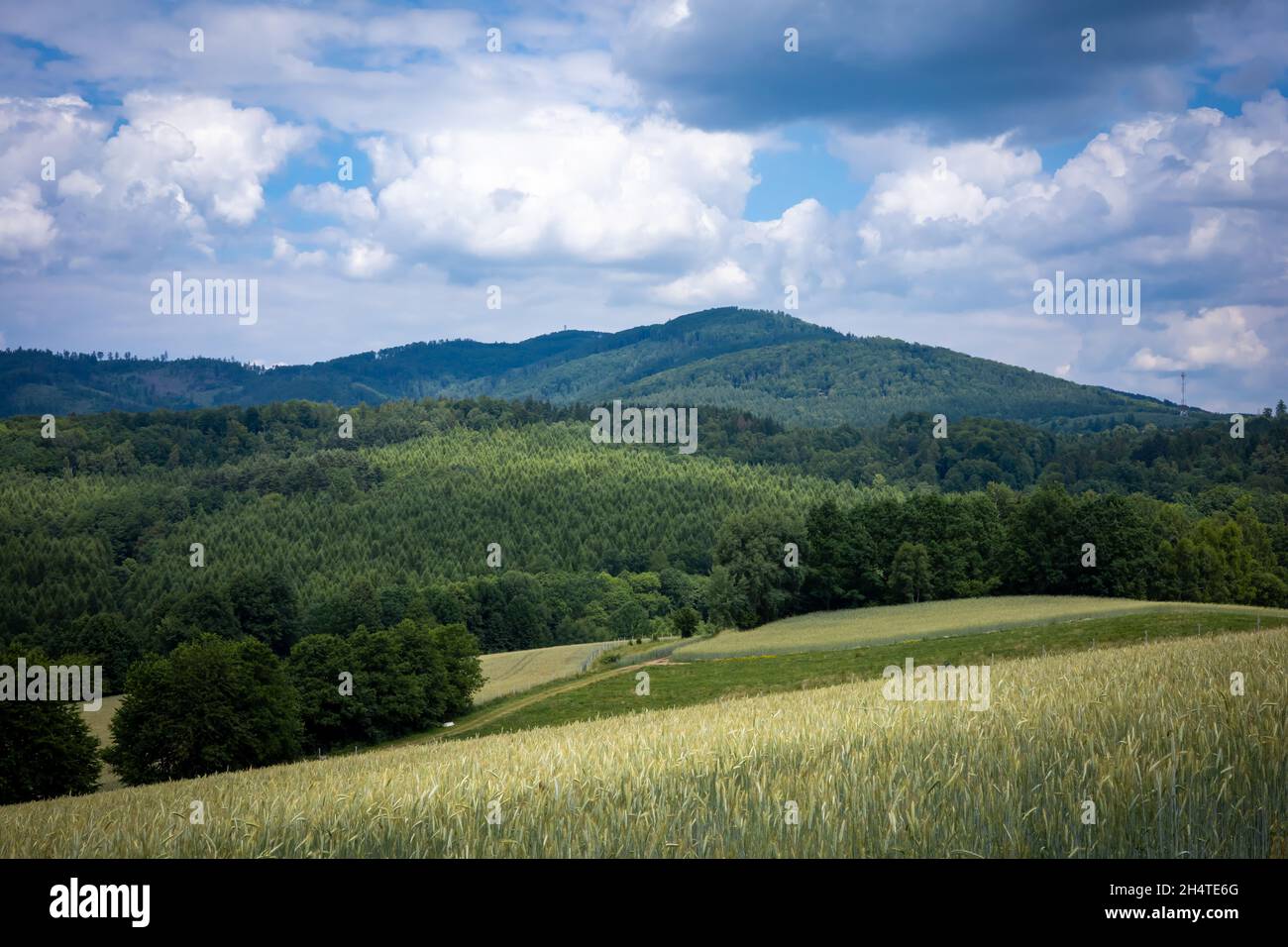 Un paesaggio di montagna, vista sui monti Bardzkie, Valle Klodzka, Polonia. Campi di cereali dorati, foresta verde, cielo nuvoloso, giorno d'estate. Foto Stock