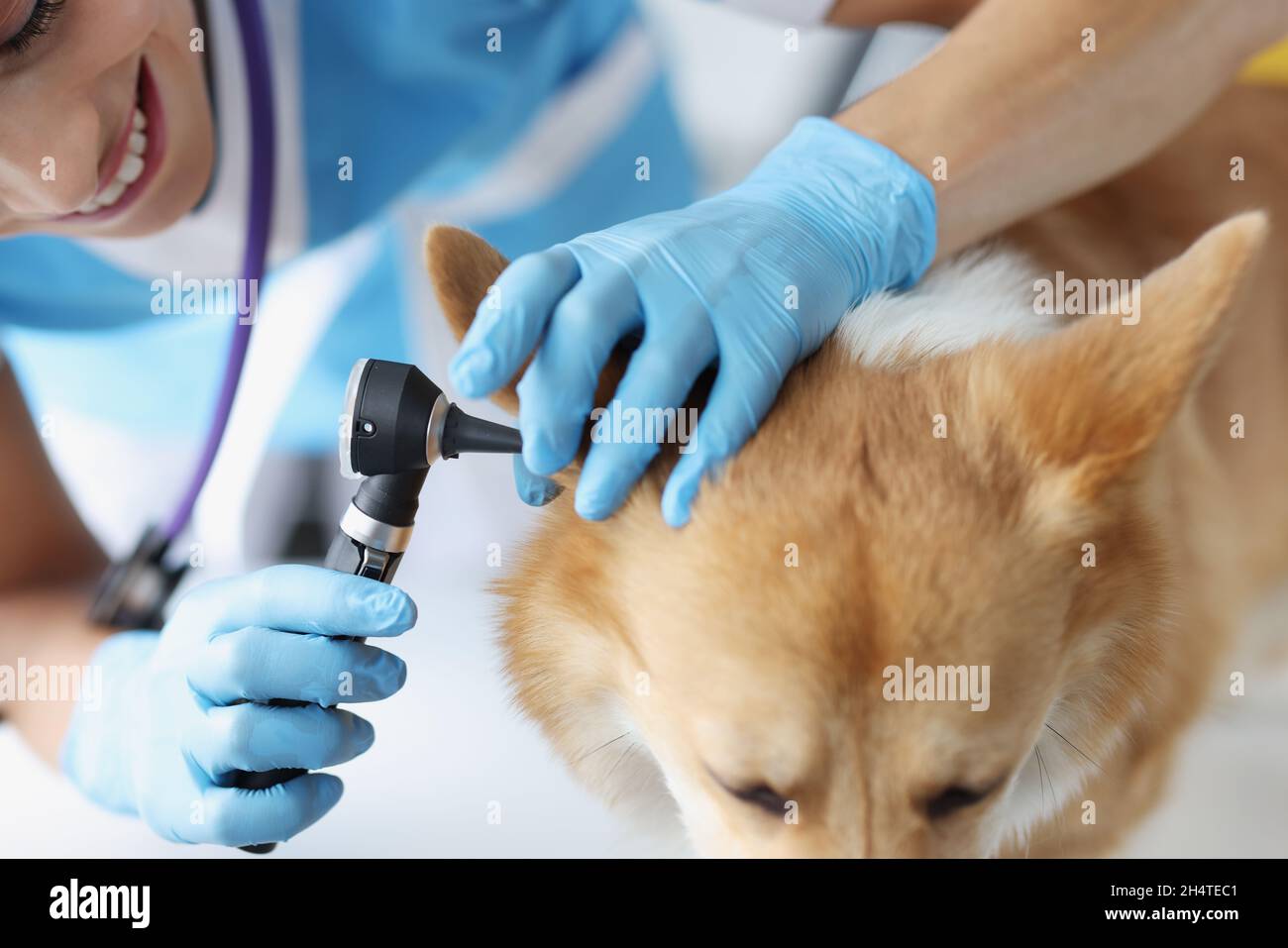 Donna veterinario cercando cane orecchio con otoscopio closeup Foto Stock